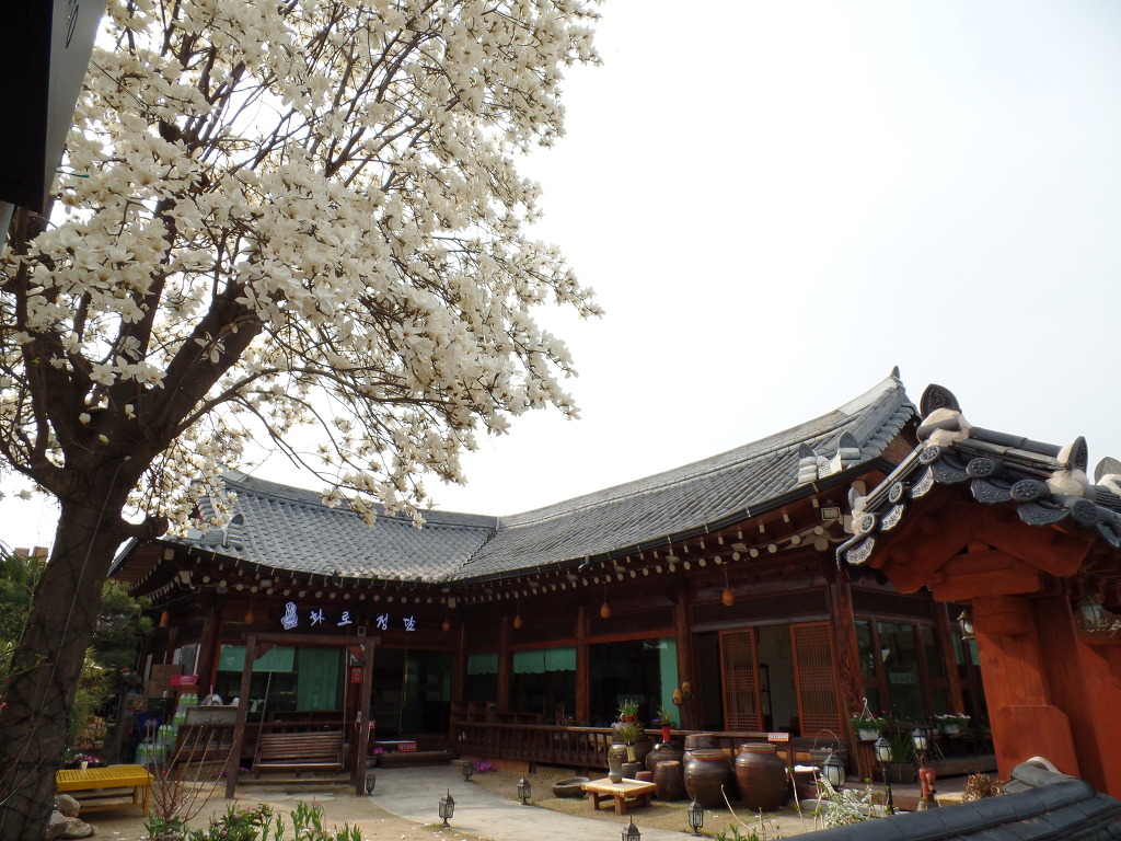 한옥마을의 화사한 봄꽃 감상 | 인스티즈