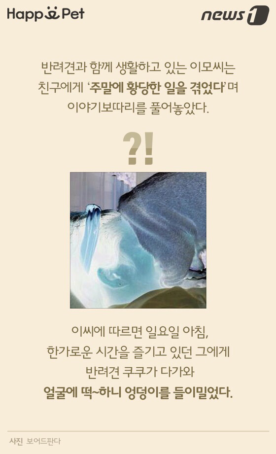 멍멍이가 펑퍼짐한 엉덩이를 들이민다고요? | 인스티즈