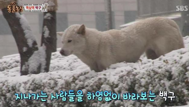 강아지가 버려질때의 심리.jpg (+ 실제 버려지는 강아지 영상) | 인스티즈