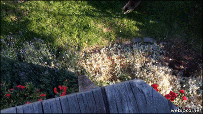 평지걷듯이 올라오는 고양이 .GIF | 인스티즈