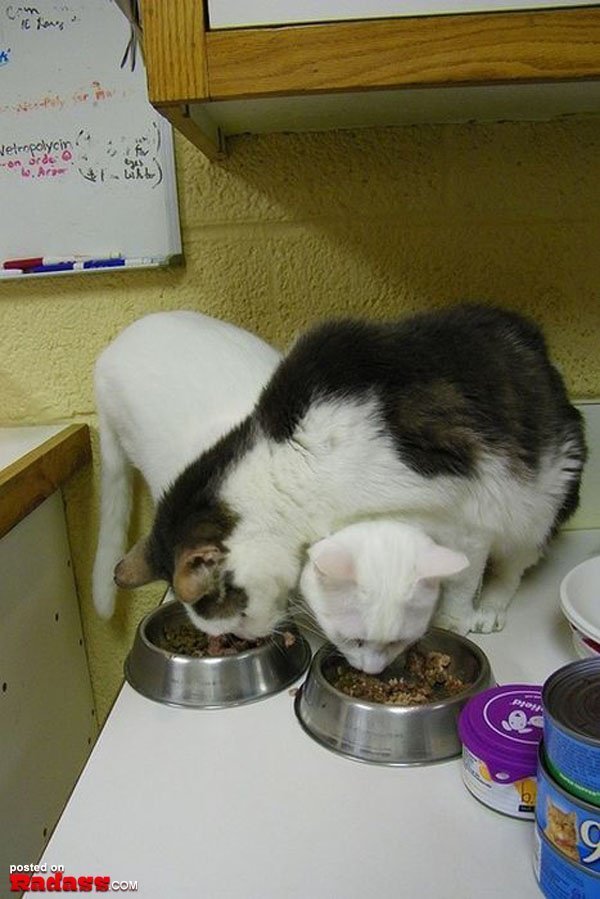 밥먹는 고양이.jpg | 인스티즈