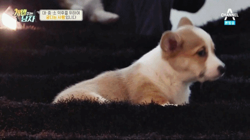 짧은 다리가 매력적인 웰시코기.gif | 인스티즈