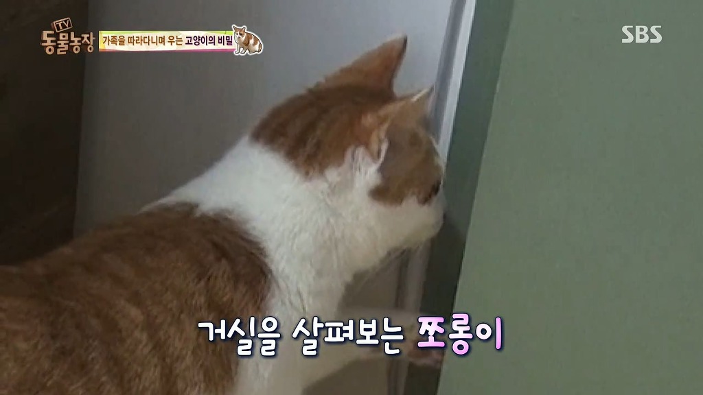 [동물농장] 존트 할말 다 하고 사는 수다쟁이 고양이 쪼롱이ㅋㅋㅋㅋ.jpg | 인스티즈