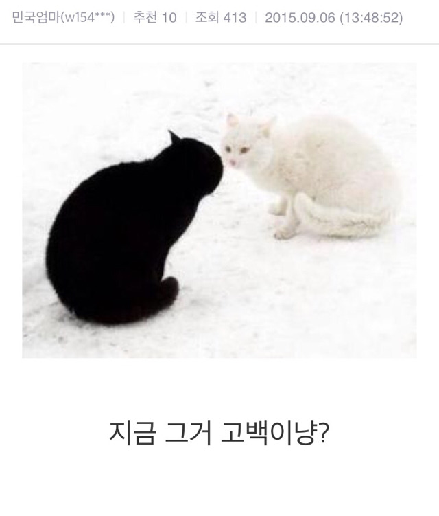 회색 고양이 귀여울 것 같지 않냥? (1일 1회 멘탈 정화) | 인스티즈
