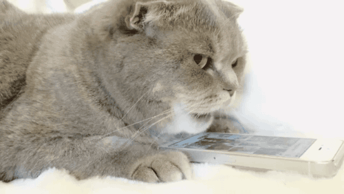 터치하는법을 깨달은 냥이.gif | 인스티즈