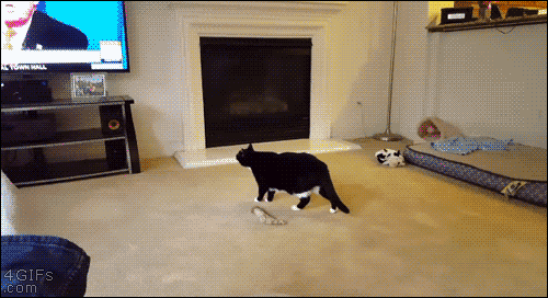트럼프를 본 고양이.gif | 인스티즈
