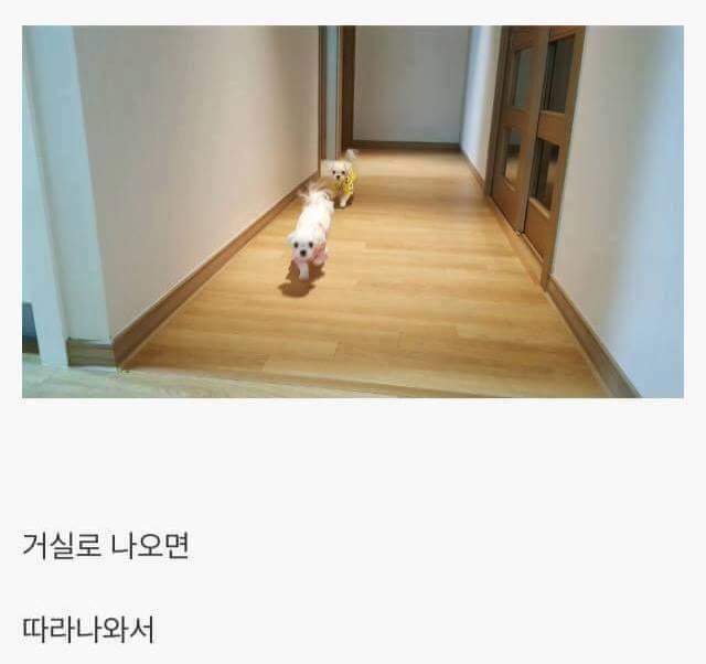 강아지를 키우면 생기는일.jpg | 인스티즈