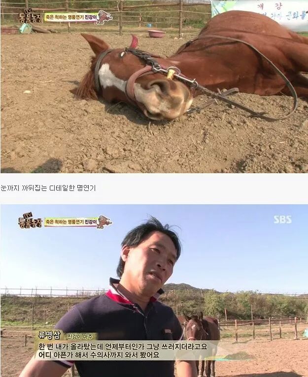 죽은척 하는 말 | 인스티즈