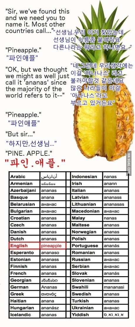 파인애플의 다른 이름.jpg | 인스티즈