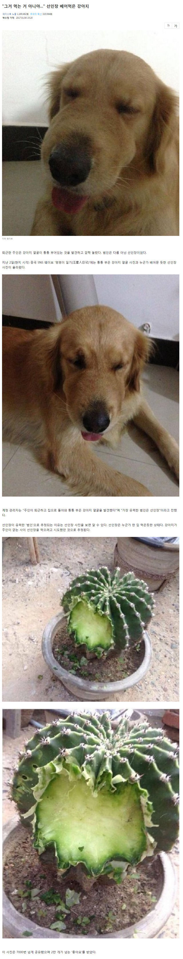 선인장 베어먹은 강아지 | 인스티즈