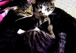 고양이 커플.gif | 인스티즈