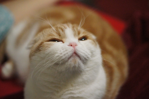 스코티쉬 폴드 고양이.jpg | 인스티즈