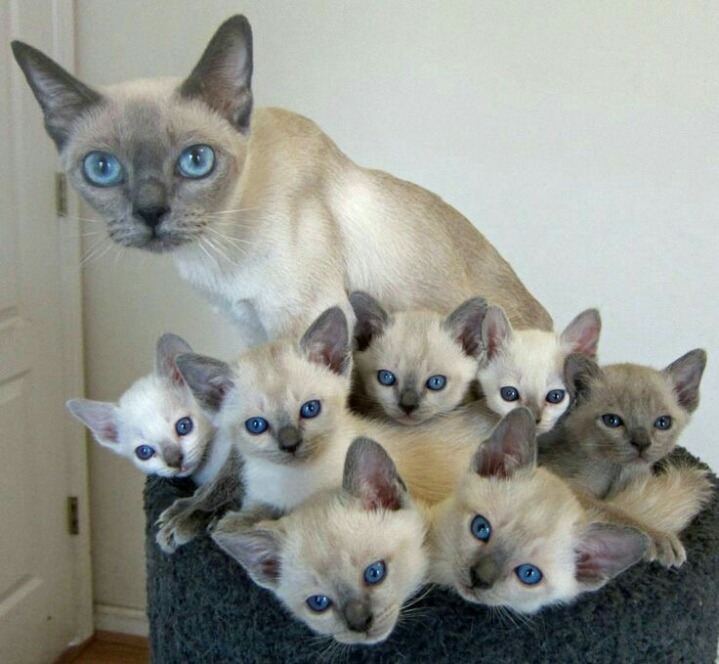 부모 고양이 & 새끼 고양이 | 인스티즈