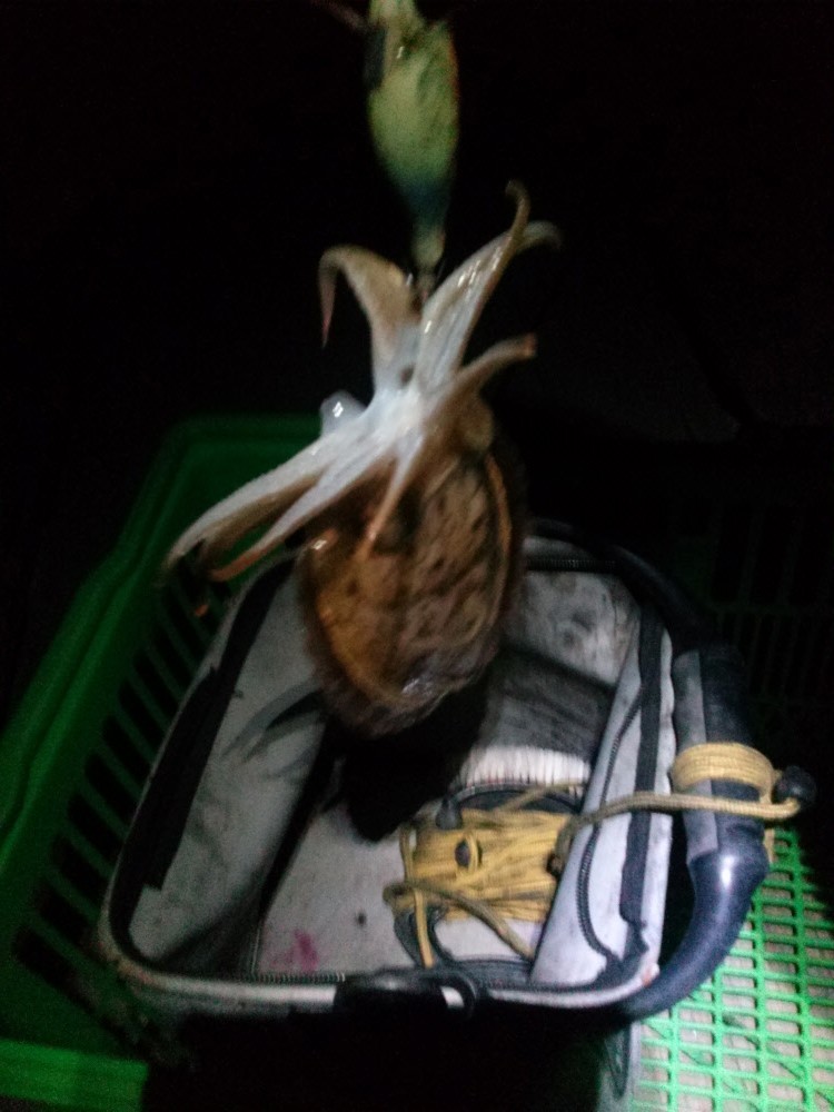 갑돌이 이미지
