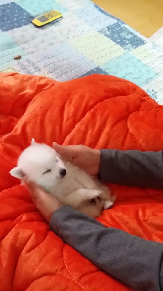 우리집 꼬물이.jpg (* 심장 터짐 각오하고 들어오시길) | 인스티즈