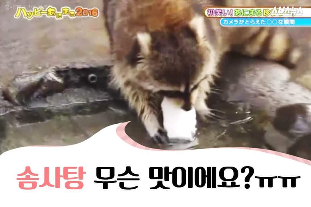 라쿤이 물속에 먹이를 넣는 이유 | 인스티즈