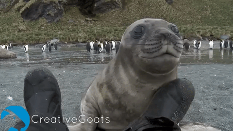 귀여운 짓은 물범이 하는데 칭찬은 물개가 받더라긔 | 인스티즈