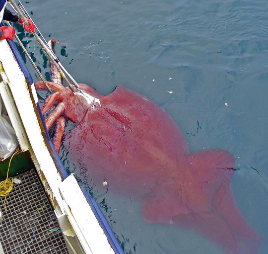 바다 가면 흔하게 볼 수 있는 한 덩치 하는 것들 | 인스티즈