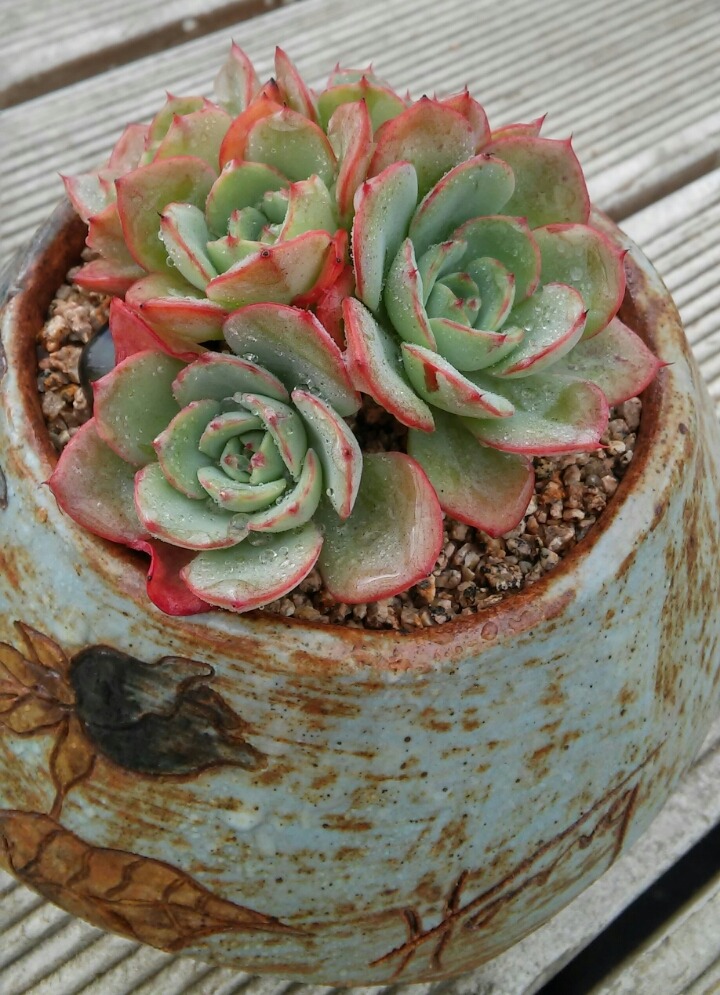 피치스 이미지