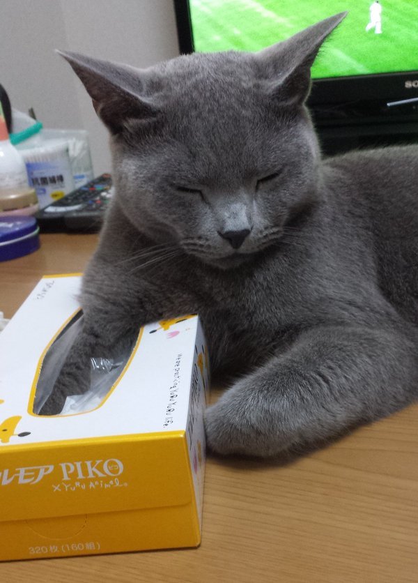 티슈 상자를 좋아하는 고양이 | 인스티즈