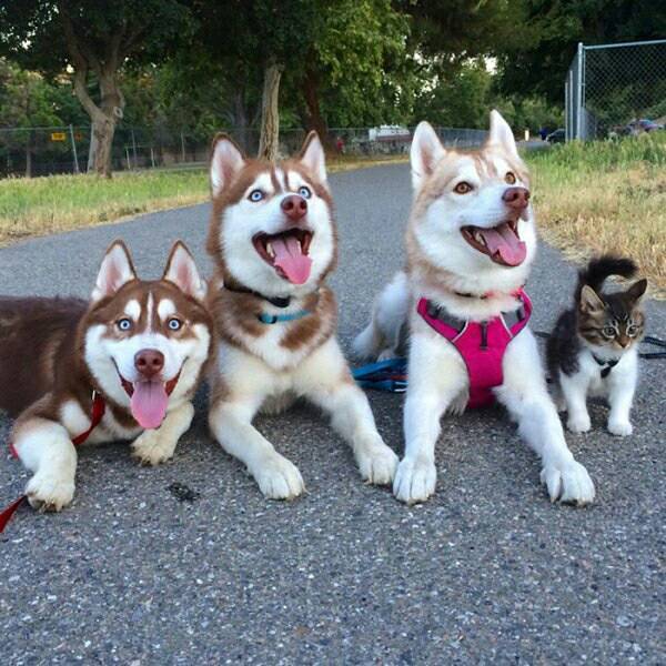 시베리안 허스키와 고양이.jpg | 인스티즈