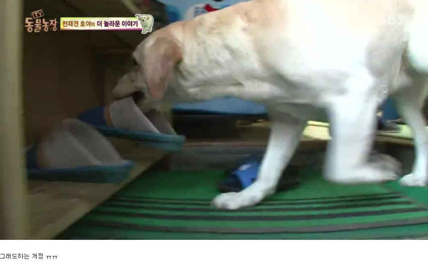 동물농장 완전 똑똑한 멍멍이 | 인스티즈