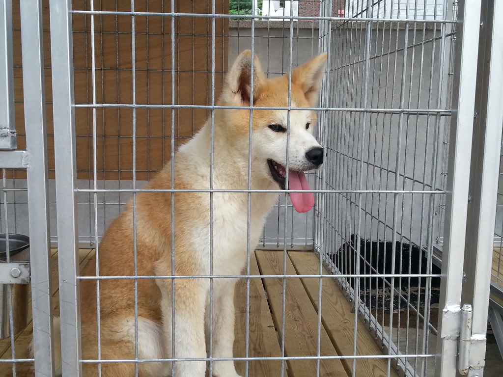 카이반 이미지