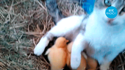 오리와 냥이.gif | 인스티즈
