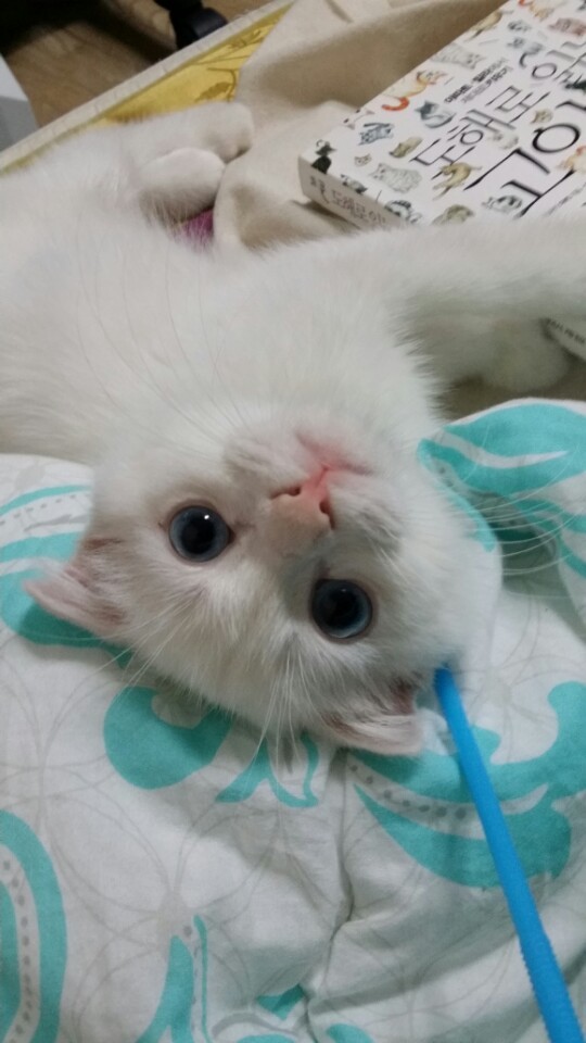 고양이는 요물이니 빨리 어디 보내버리라고 하셨던 여친 아버지 | 인스티즈