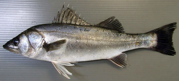 노량진 수산시장 완전 공략집 | 인스티즈