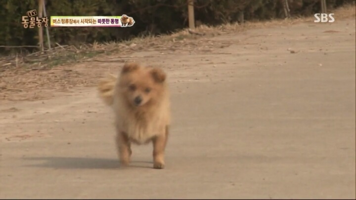 [동물농장] 할머니와 발바리의 따뜻한 우정 | 인스티즈
