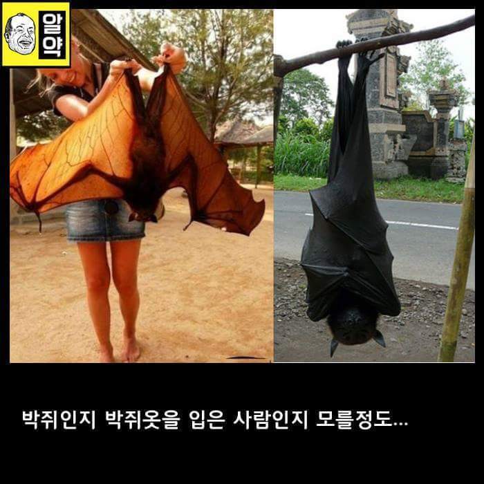 혐오주의) 호주의 위엄 | 인스티즈
