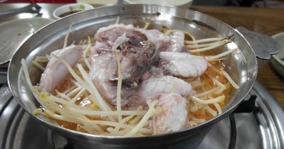 광장복어 이미지