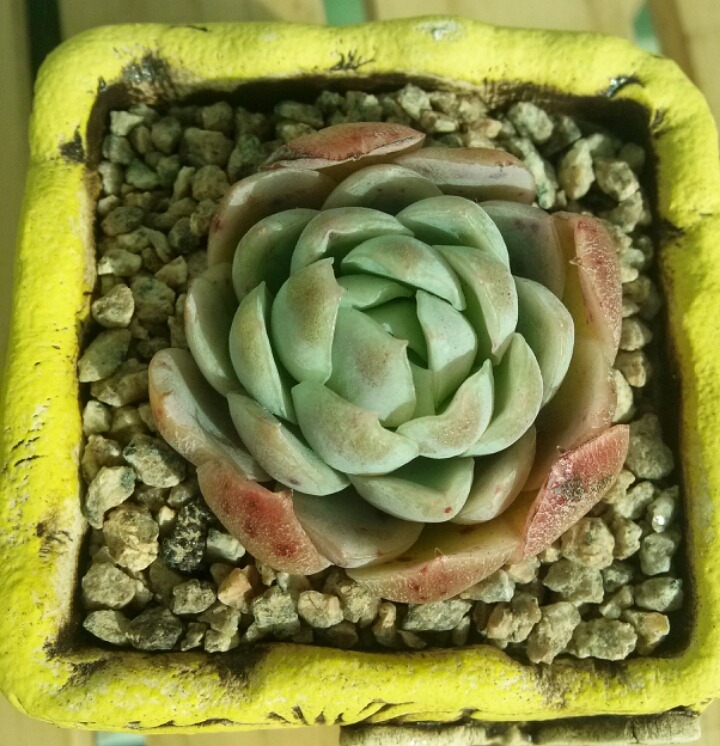 바디스 이미지