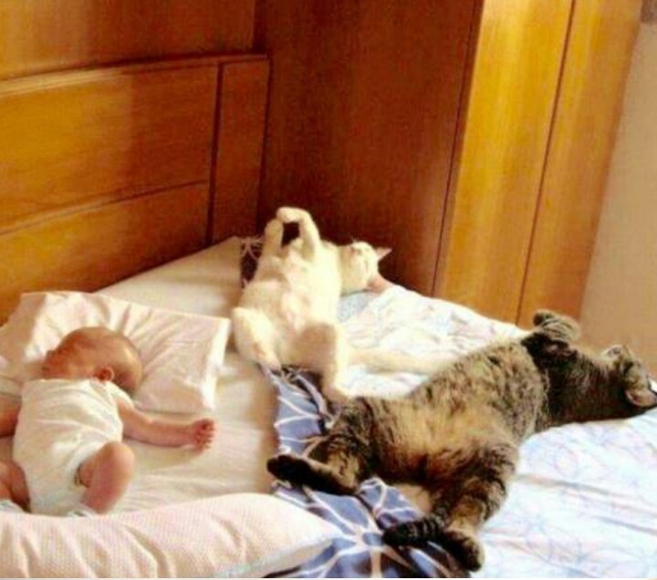 사람과 교감하는 고양이.jpg | 인스티즈