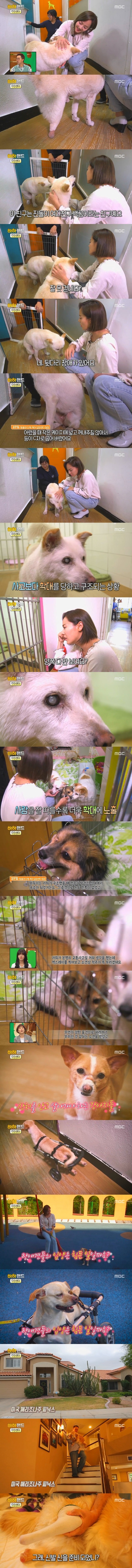 [사진/움짤多] 동물 학대의 현실 & 네 다리가 없는 치치 이야기 | 인스티즈