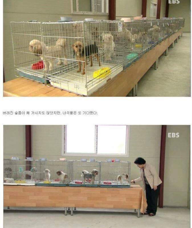 나는 아직 살수 있는데 왜 죽으라하나요 | 인스티즈