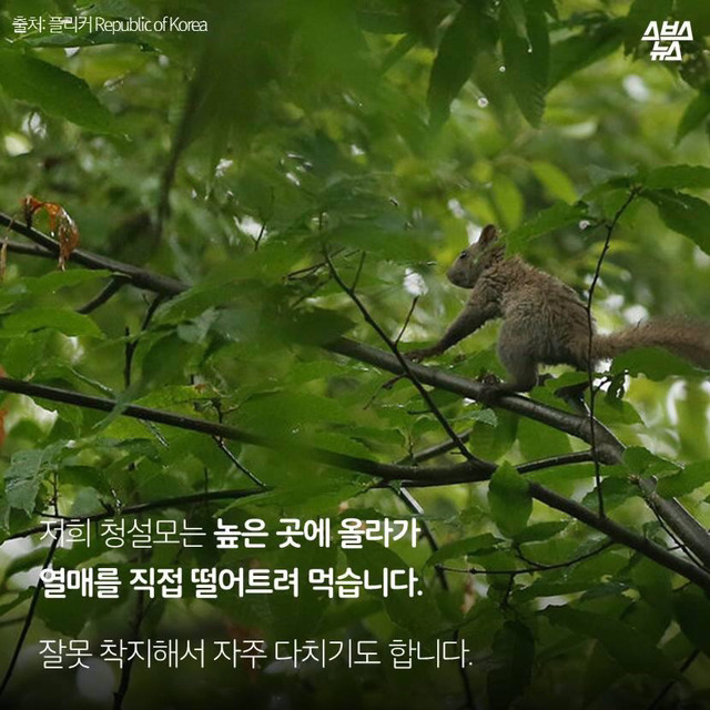 다람쥐 마블설의 진실 (feat.귀여움 뒤에 숨은 안타까운 사연ㅠㅠ) | 인스티즈