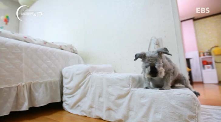  당신은 반려동물과 이별할 준비가 되었나요? | 인스티즈