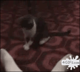 고장난 고양이 모음.gif(데이터주의) | 인스티즈