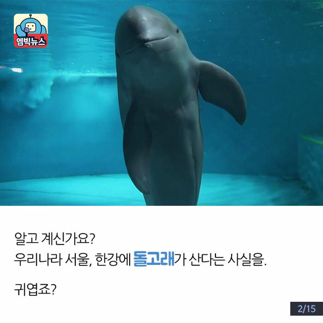 한강에 돌고래가 산다? | 인스티즈