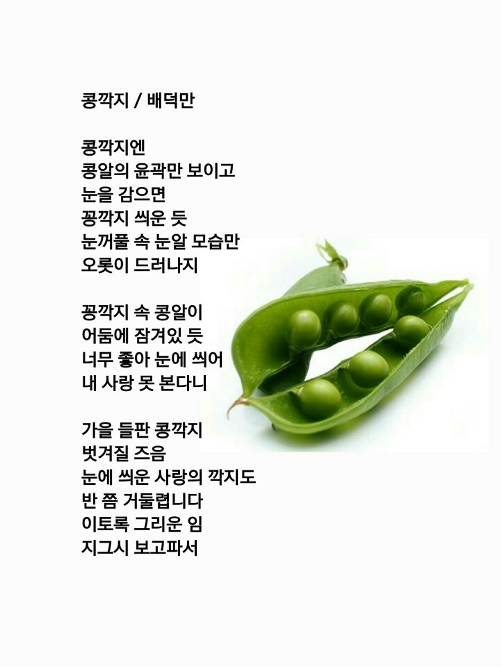 콩깍지 이미지