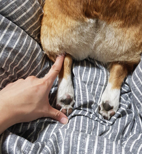 흔한 강아지의 셀프미용을 하는 이유 | 인스티즈