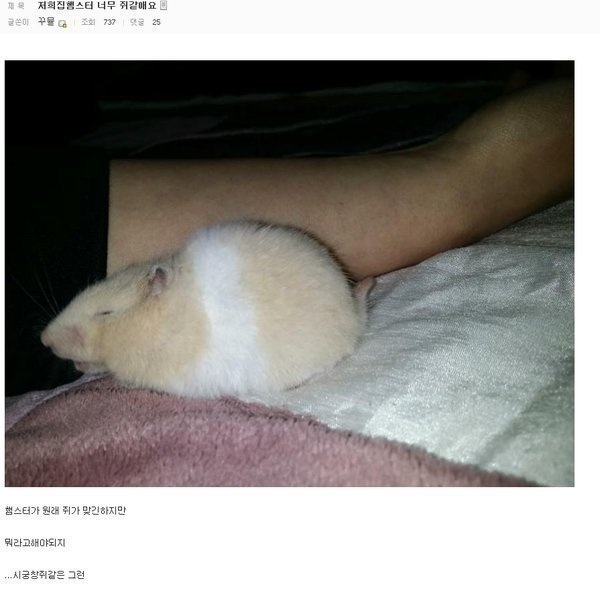 햄스터?쥐? | 인스티즈