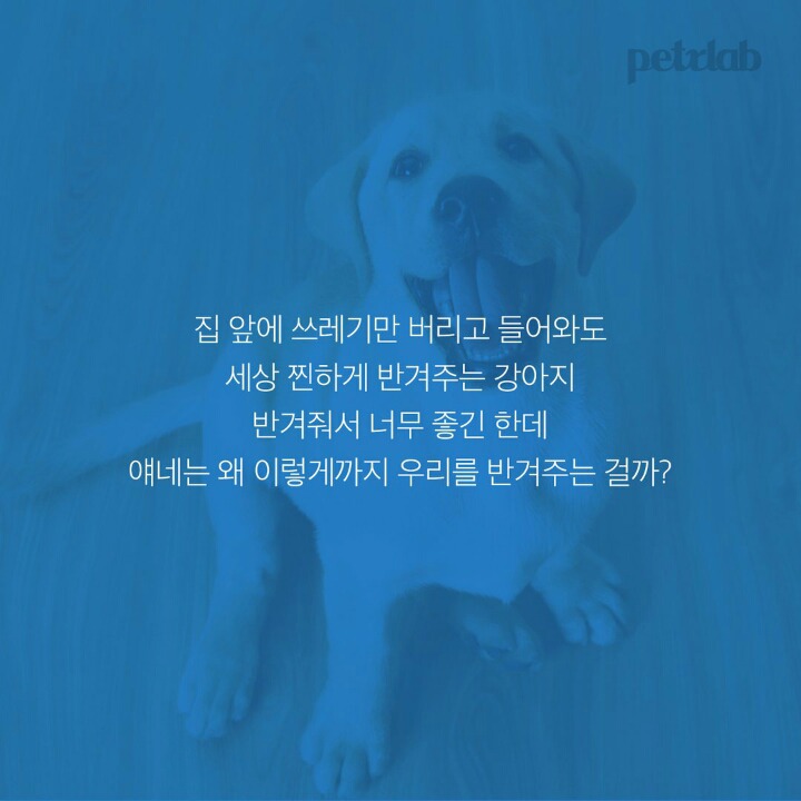  강아지는 왜 이렇게 나를 반길까?.jpgif | 인스티즈