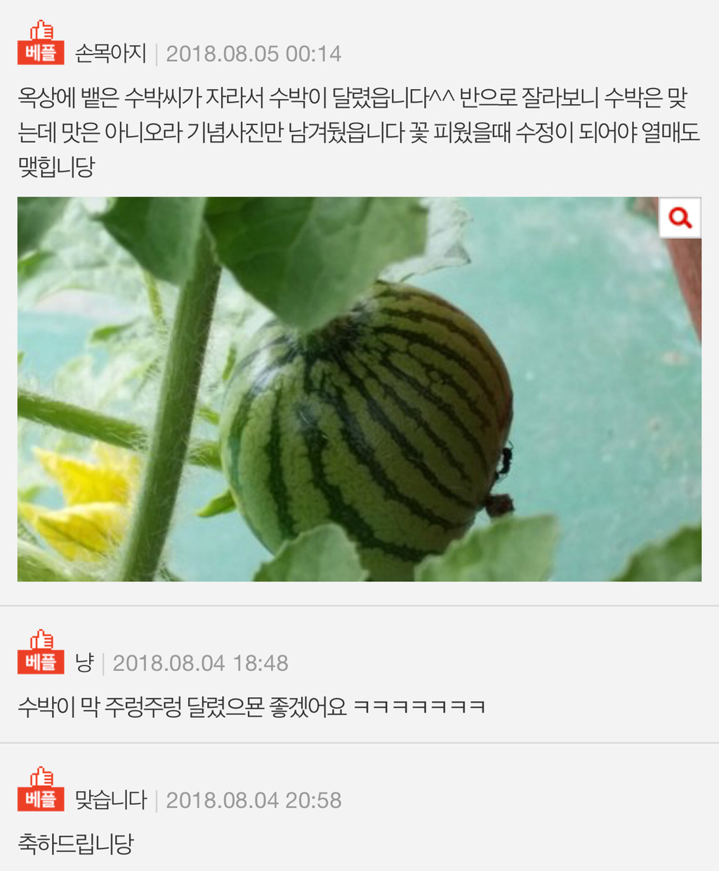 [판] 화분에 수박씨 버렸는데 싹이났어요 | 인스티즈