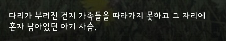 다리 다친 아기사슴을 구해주면 생기는 일 | 인스티즈