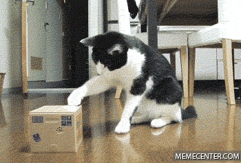 냥이 짤 | 인스티즈