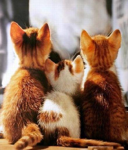 고양이 뒷모습 | 인스티즈