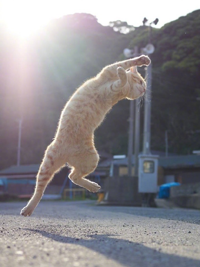 전생에 뭐였는지 궁금한 고양이 | 인스티즈